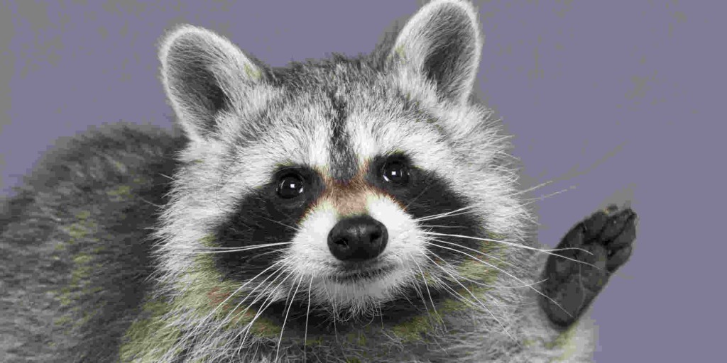 raccoon