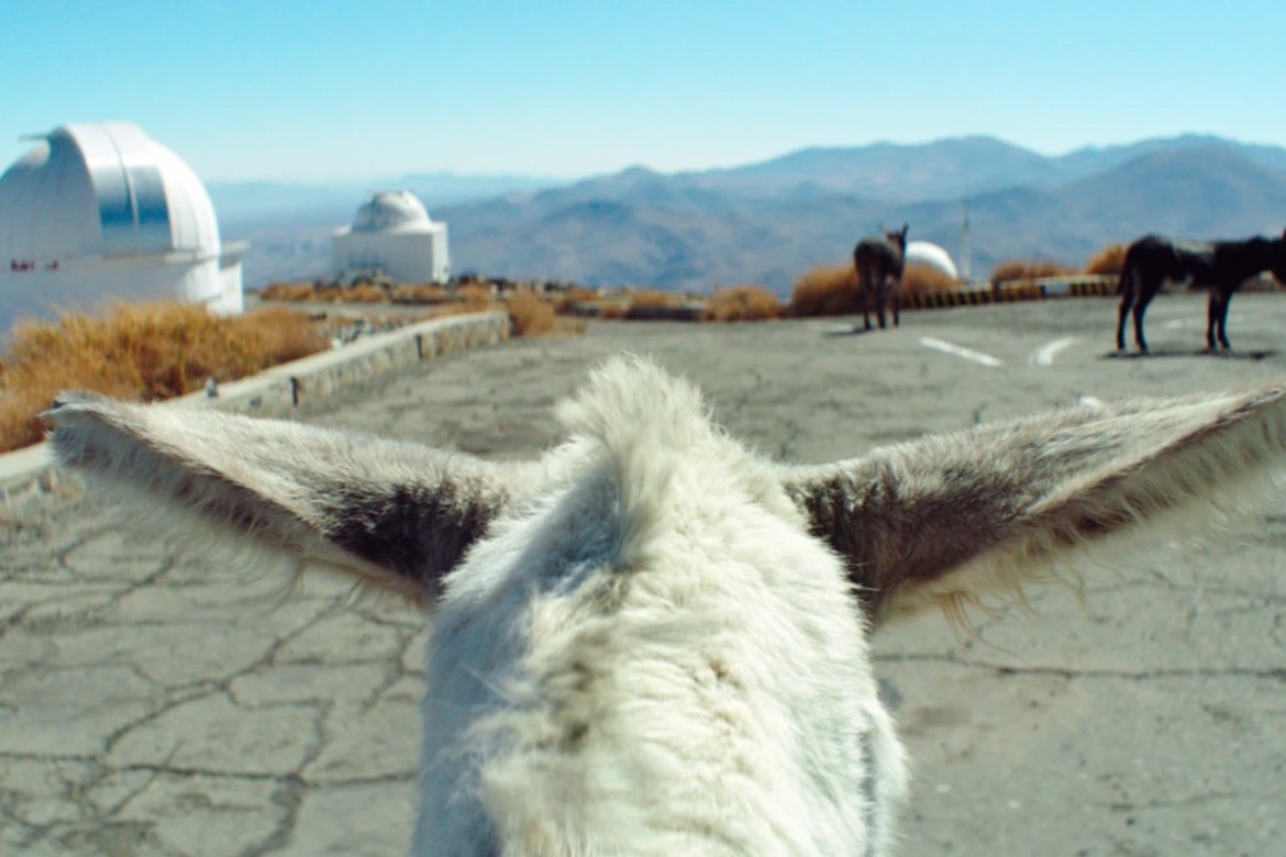 Curtas Documentário Oscar 2026
